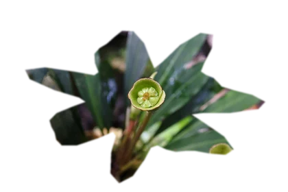 bucephalandra-theia
