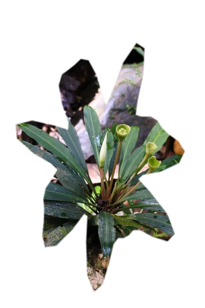 bucephalandra-theia