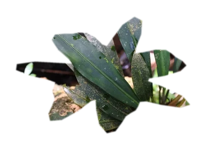 bucephalandra-theia