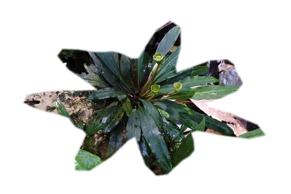 bucephalandra-theia
