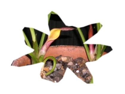 cryptocoryne-pink-flamingo