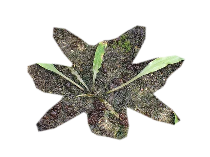 cryptocoryne-pink-flamingo
