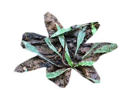 cryptocoryne-pink-flamingo