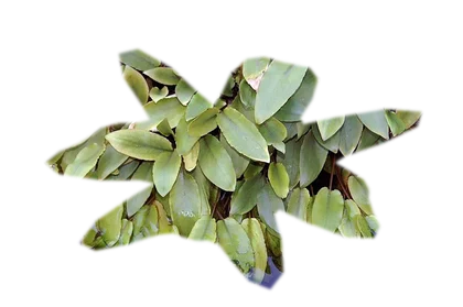 cryptocoryne-pink-flamingo