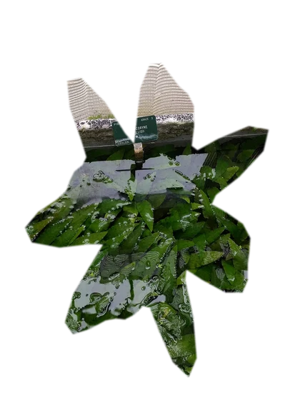 cryptocoryne-pink-flamingo