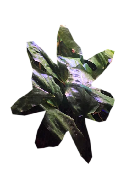 cryptocoryne-pink-flamingo