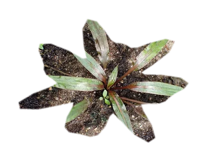 cryptocoryne-pink-flamingo
