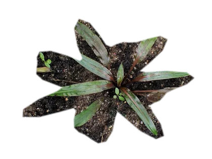 cryptocoryne-pink-flamingo
