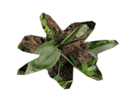cryptocoryne-pink-flamingo