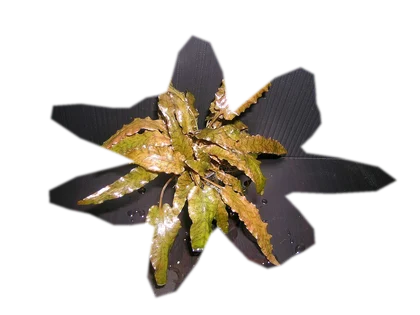 cryptocoryne-wendtii