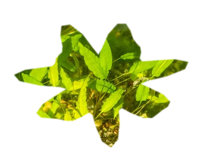 cryptocoryne-wendtii