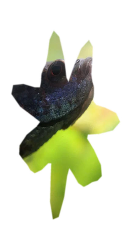 cryptocoryne-wendtii