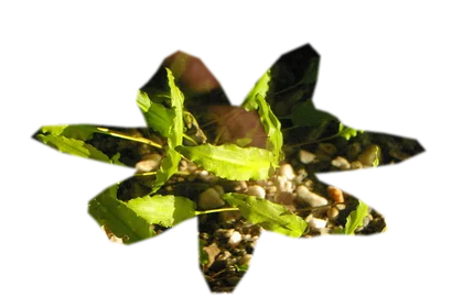 cryptocoryne-wendtii
