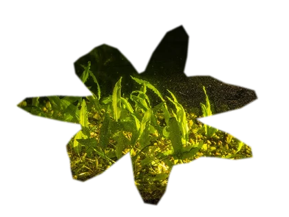 cryptocoryne-wendtii