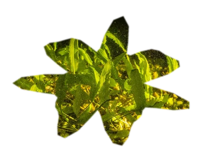 cryptocoryne-wendtii