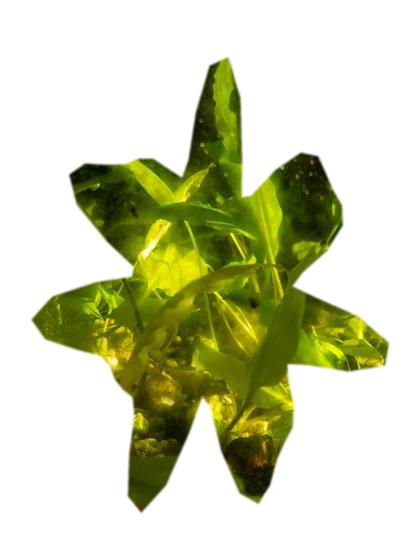 cryptocoryne-wendtii
