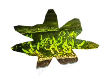 cryptocoryne-wendtii