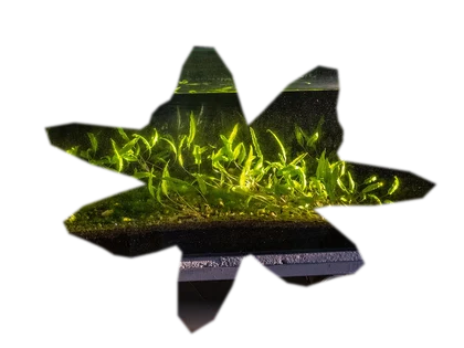 cryptocoryne-wendtii