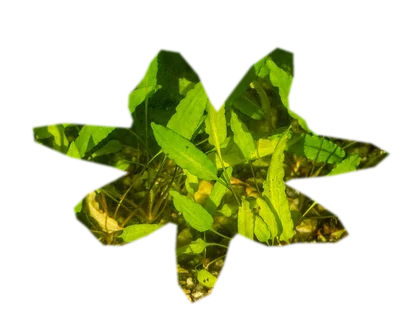 cryptocoryne-wendtii