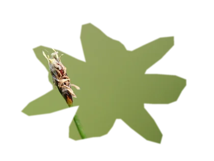eleocharis-parvula