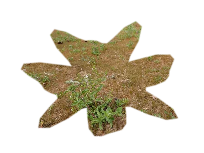 eleocharis-parvula