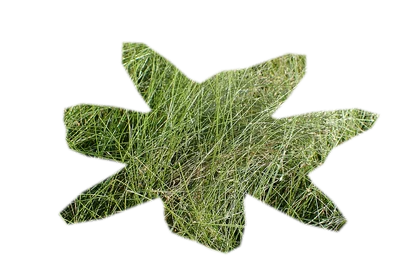 eleocharis-parvula