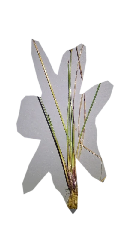eleocharis-parvula