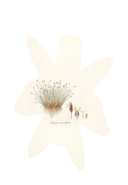 eleocharis-parvula