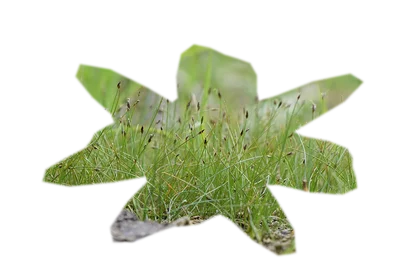 eleocharis-parvula