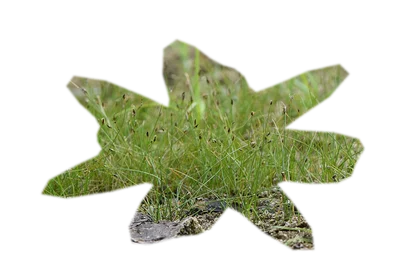 eleocharis-parvula