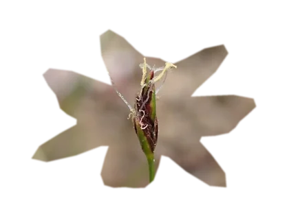 eleocharis-parvula