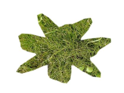 eleocharis-parvula
