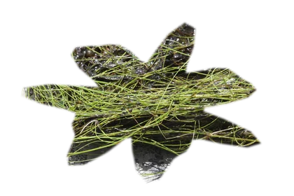 eleocharis-vivipara