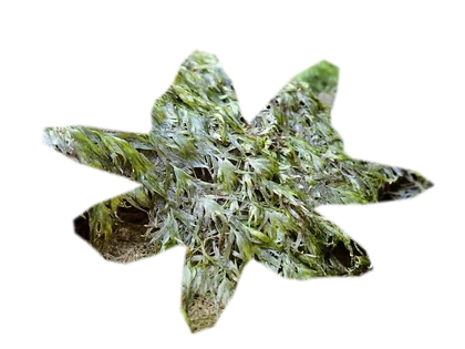 fissidens-fontanus