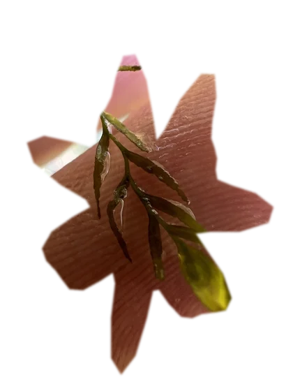 fissidens-fontanus
