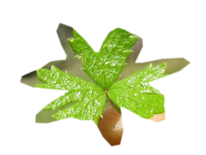 hydrocotyle-tripartita-japan