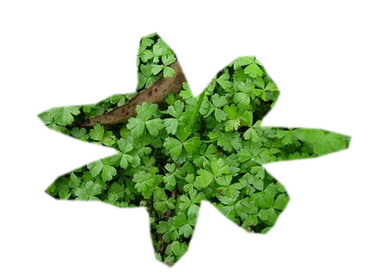 hydrocotyle-tripartita-japan