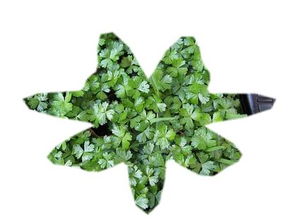 hydrocotyle-tripartita-japan