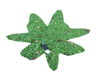 hydrocotyle-tripartita-japan