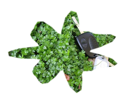 hydrocotyle-tripartita-japan