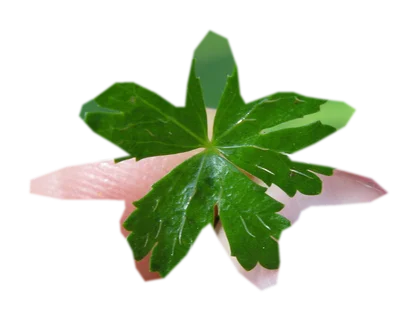 hydrocotyle-tripartita-japan