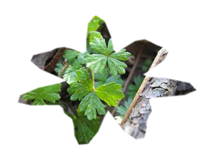 hydrocotyle-tripartita-japan