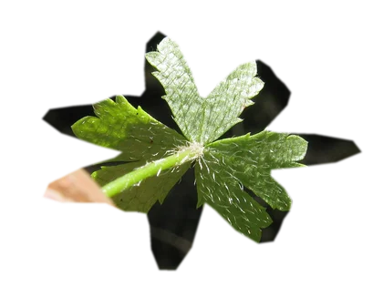 hydrocotyle-tripartita-japan