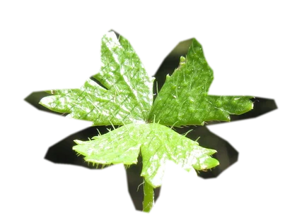 hydrocotyle-tripartita-japan