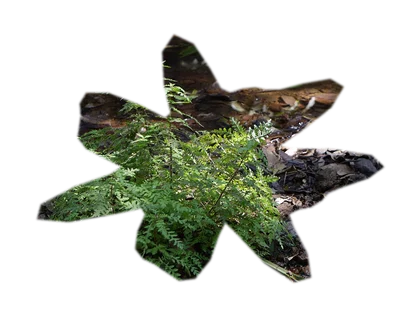 hygrophila-pinnatifida