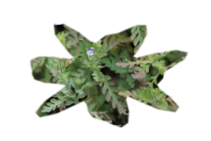 hygrophila-pinnatifida