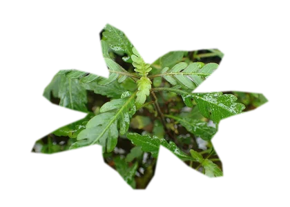 hygrophila-pinnatifida