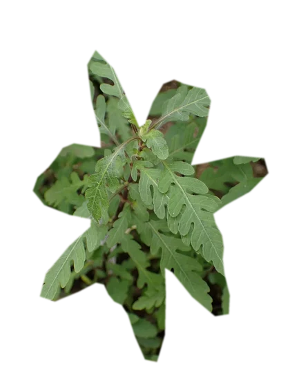 hygrophila-pinnatifida