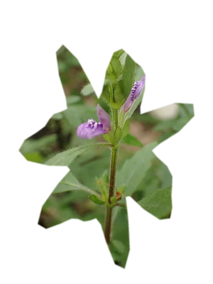 hygrophila-pinnatifida