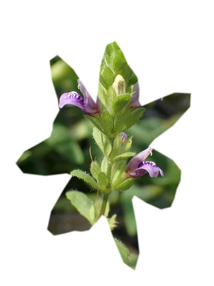 hygrophila-pinnatifida